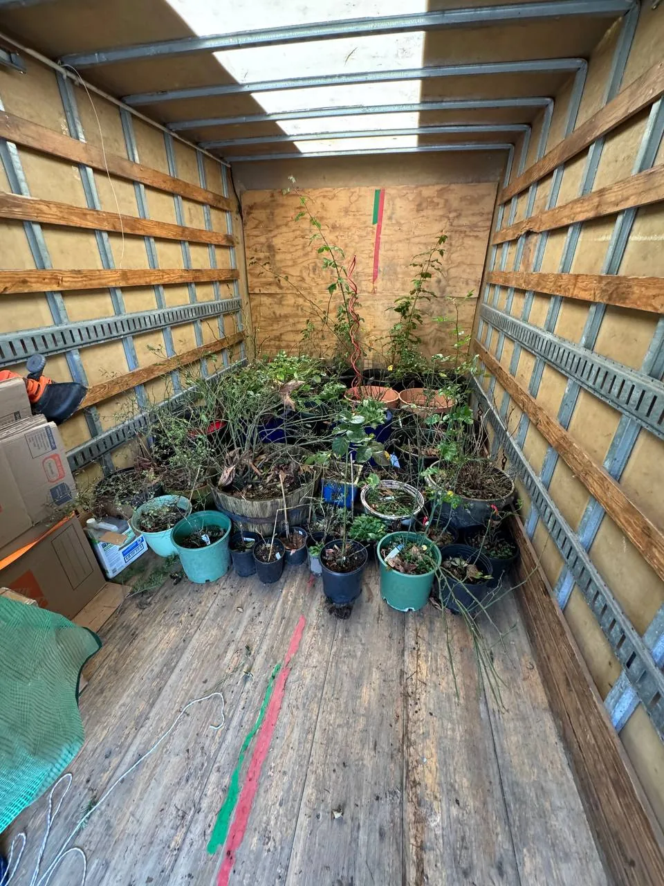 Dozens of potted plants loaded carefully on the floor of a truck
